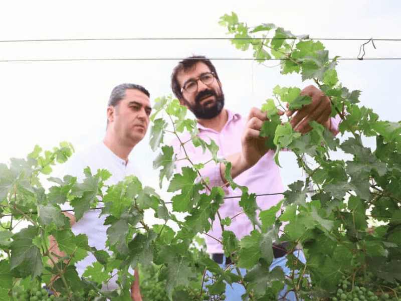 Armenia Wine
